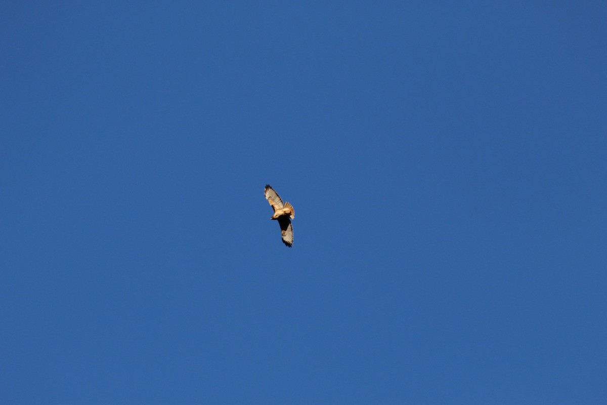 Red-tailed Hawk - ML632728536