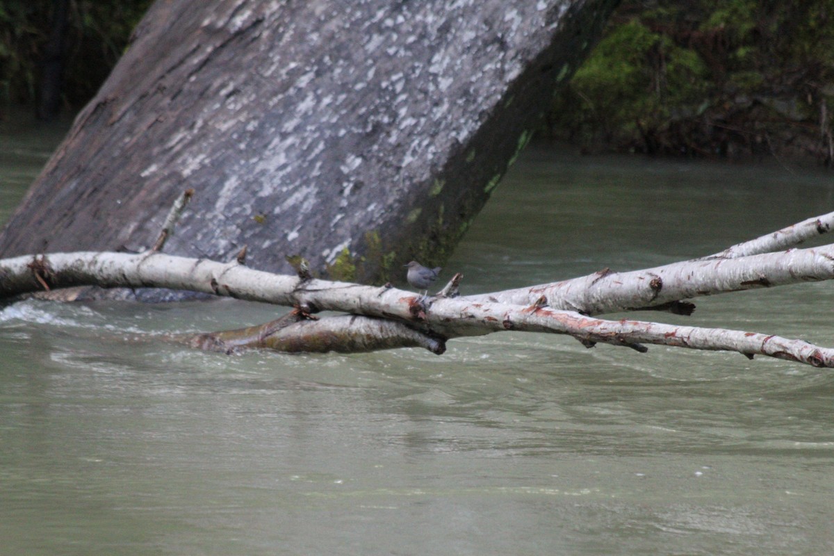 American Dipper - ML632728557