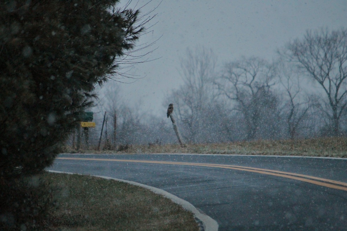 Barred Owl - ML632728621