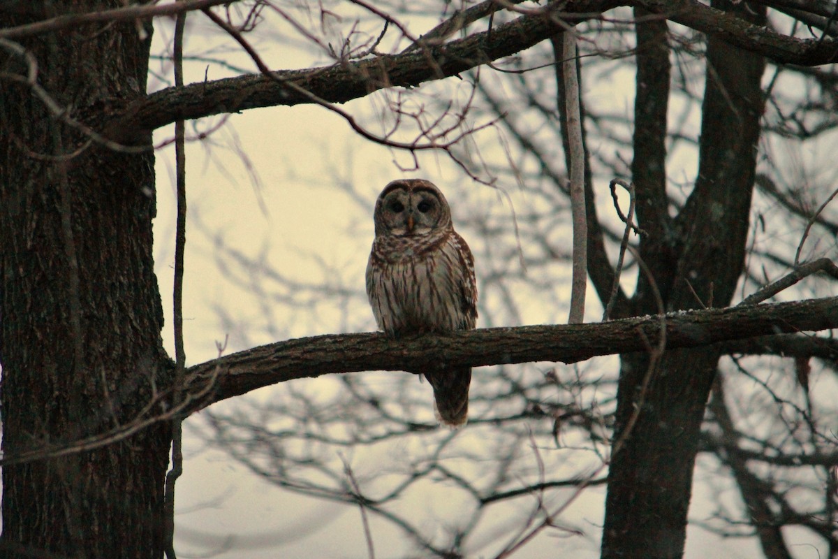 Barred Owl - ML632728639