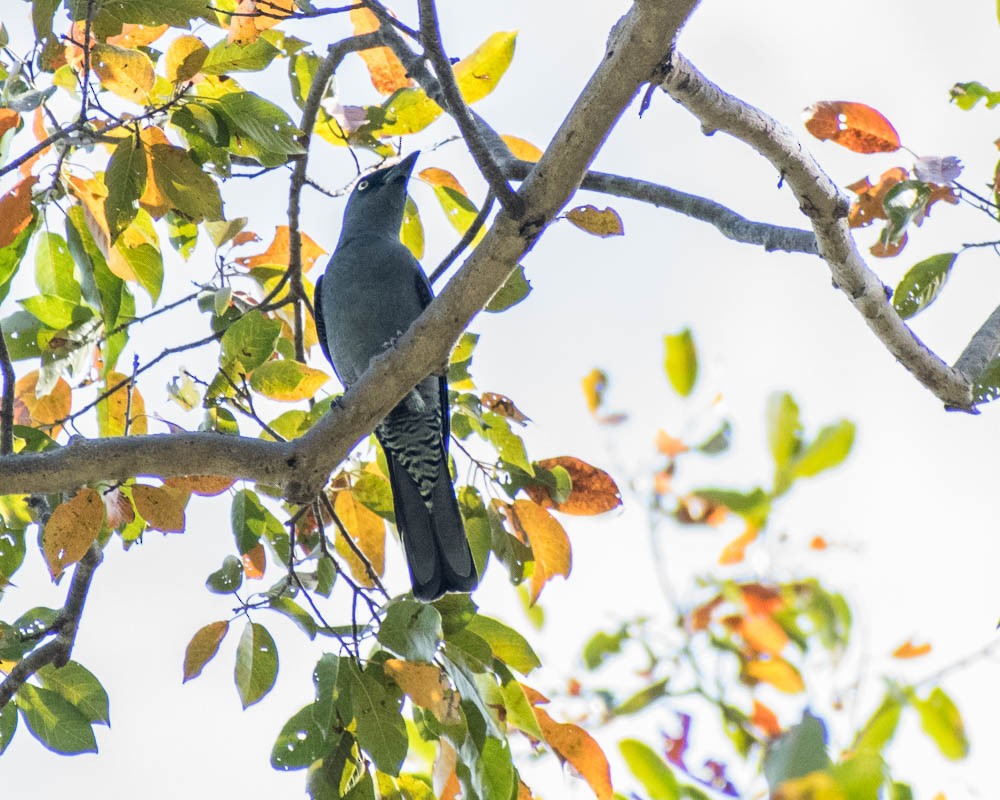 Bar-bellied Cuckooshrike - ML632728688