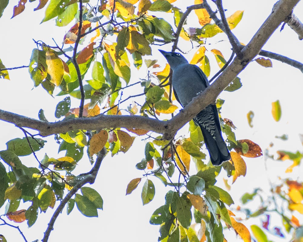 Bar-bellied Cuckooshrike - ML632728689