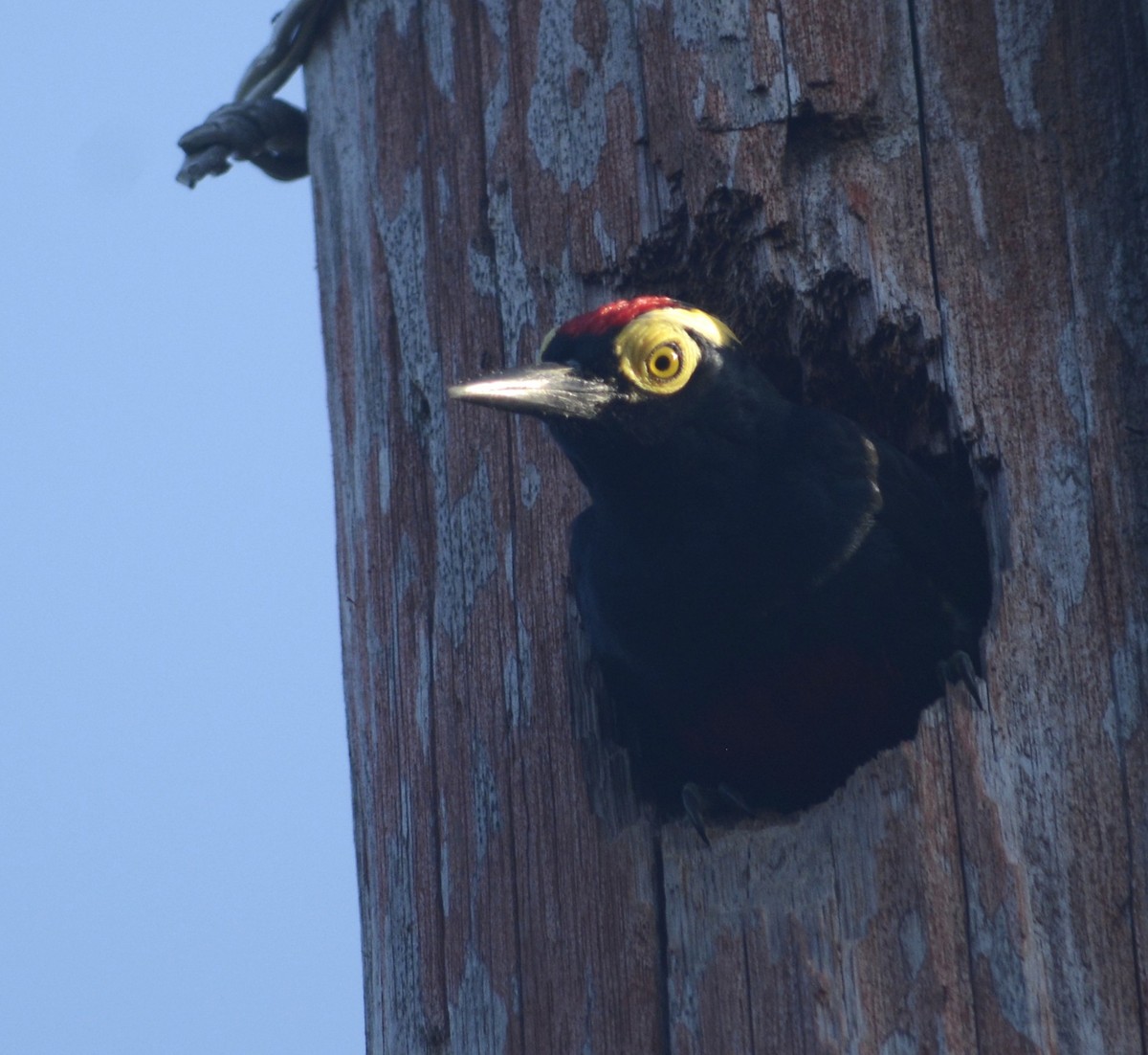 Yellow-tufted Woodpecker - ML632728706