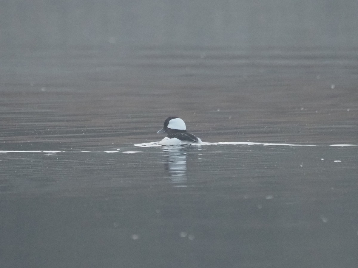 Bufflehead - ML632728725