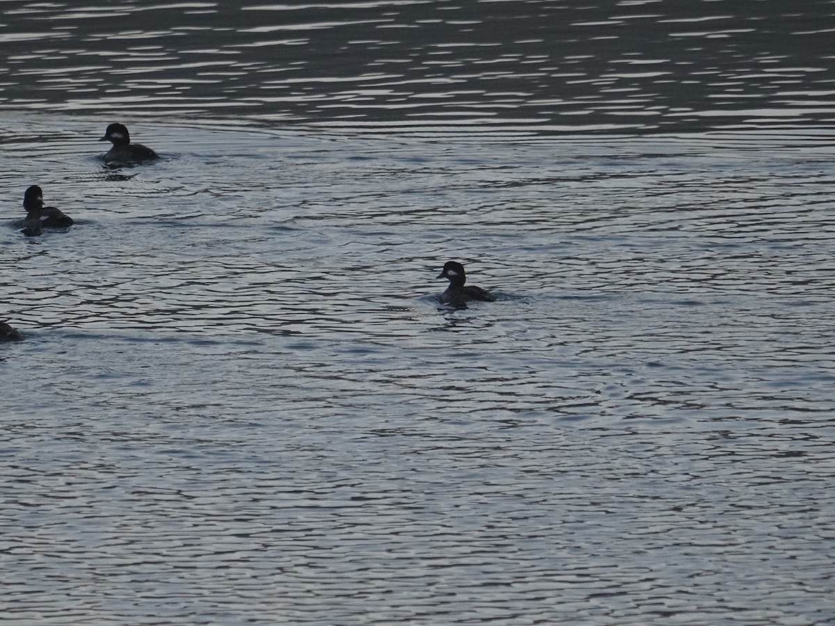 Bufflehead - ML632728726