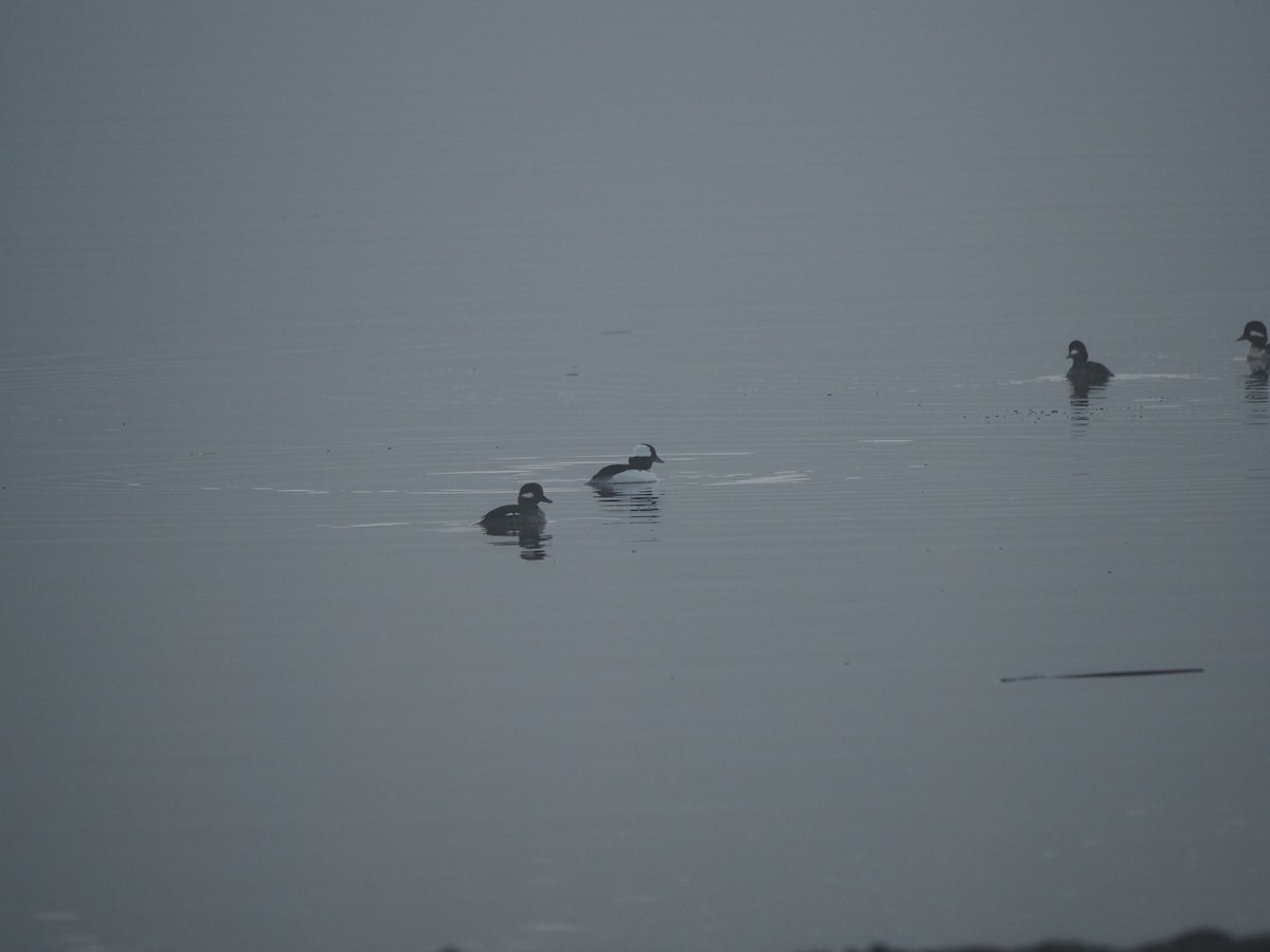 Bufflehead - ML632728727