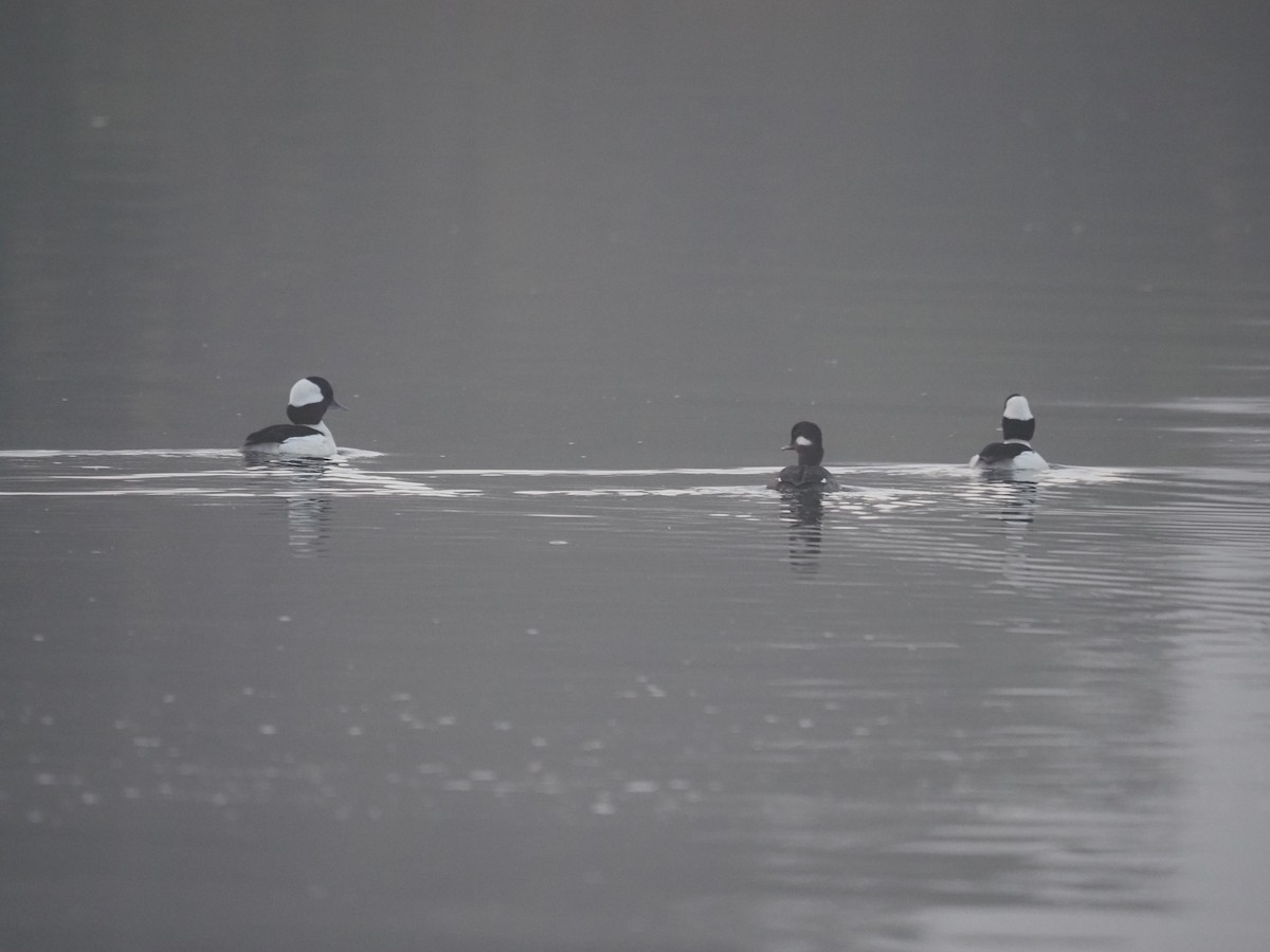 Bufflehead - ML632728728