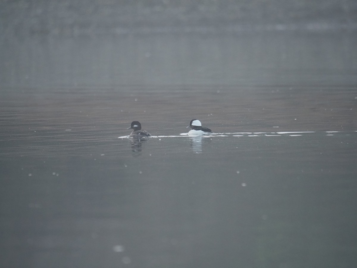 Bufflehead - ML632728729