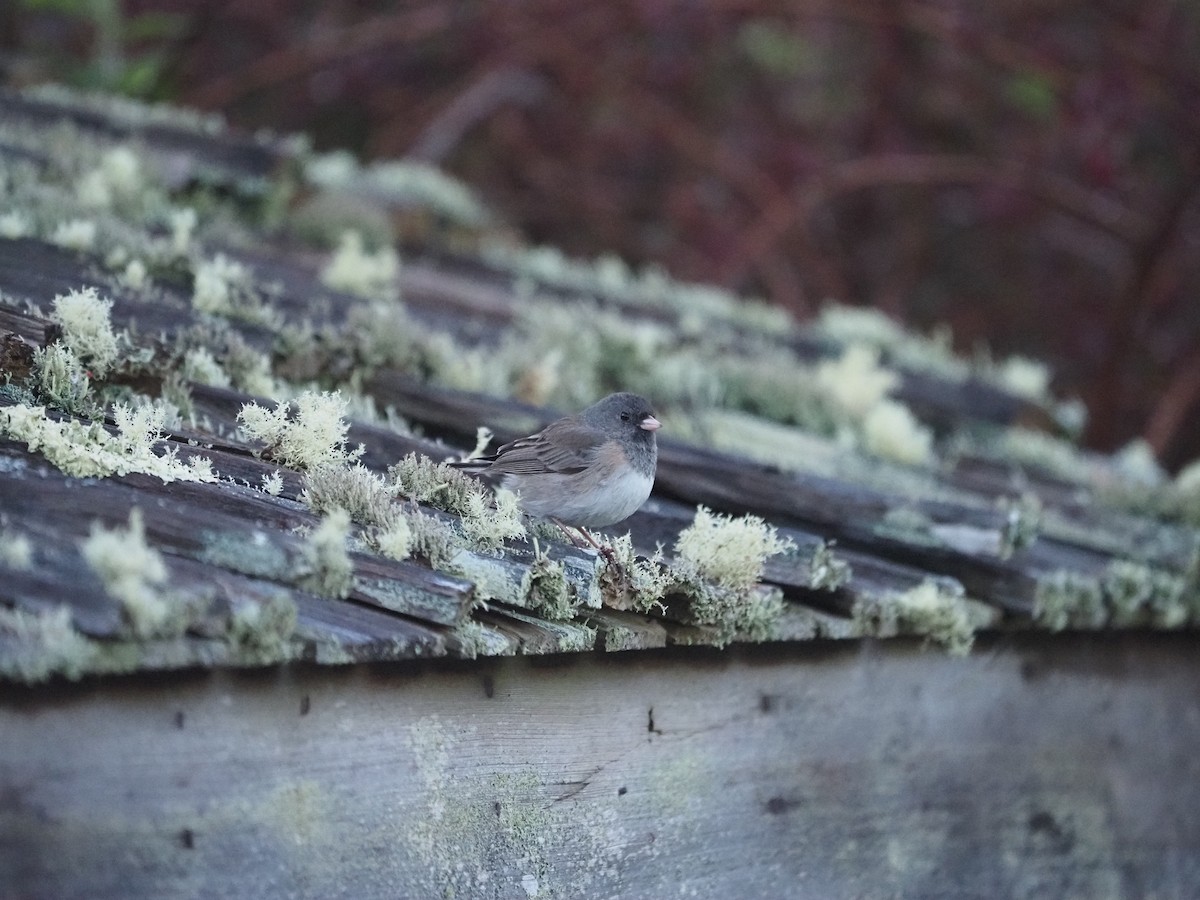 Dark-eyed Junco - ML632728730