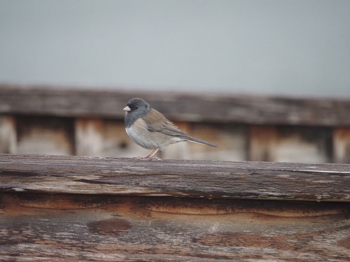 Dark-eyed Junco - ML632728731