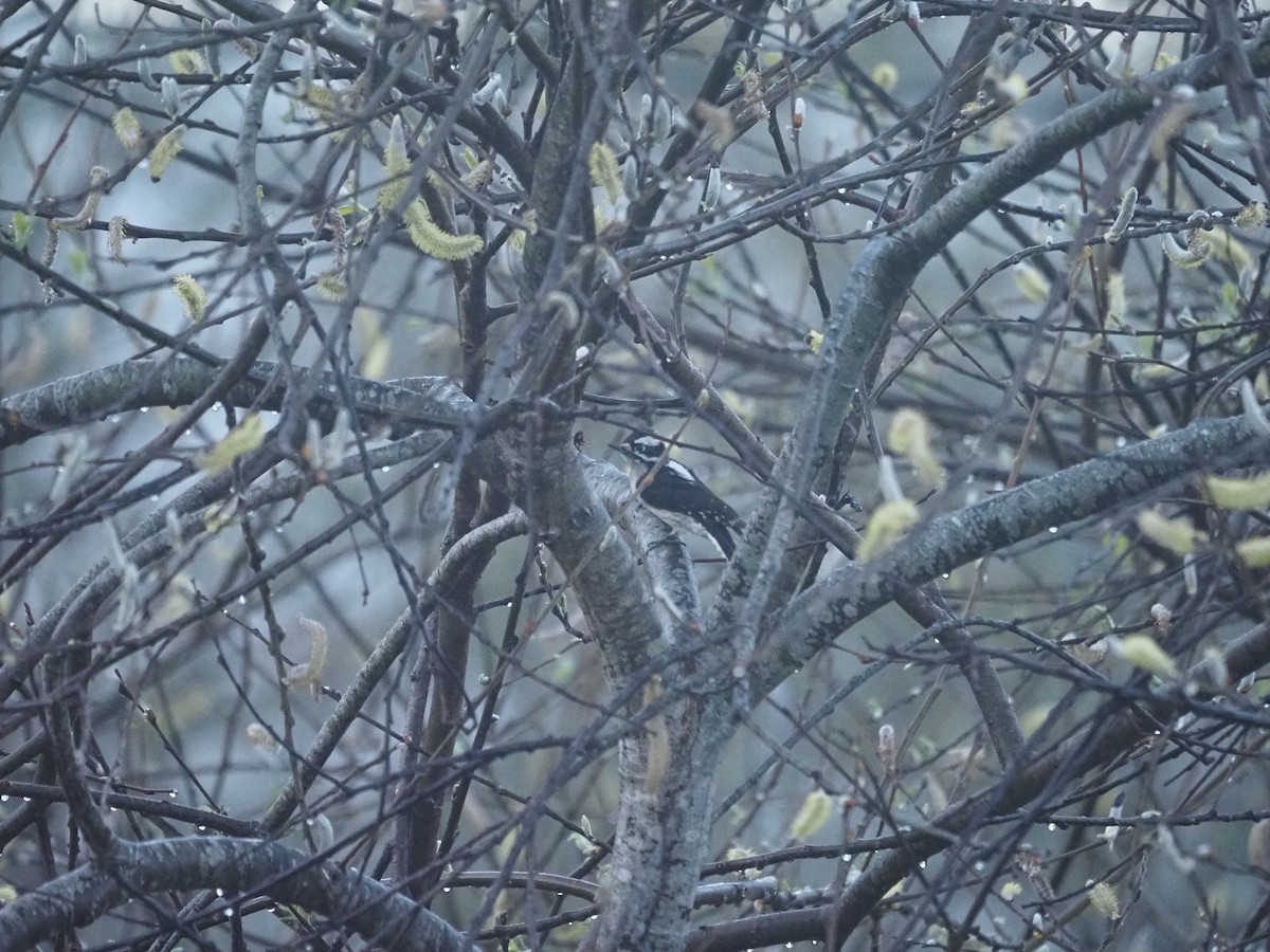 Downy Woodpecker - ML632728733