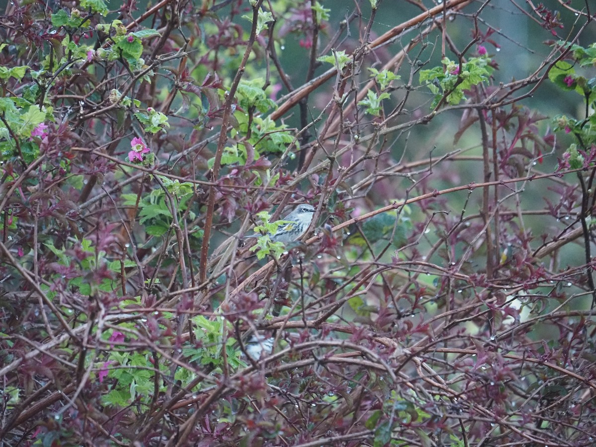 Yellow-rumped Warbler - ML632728737