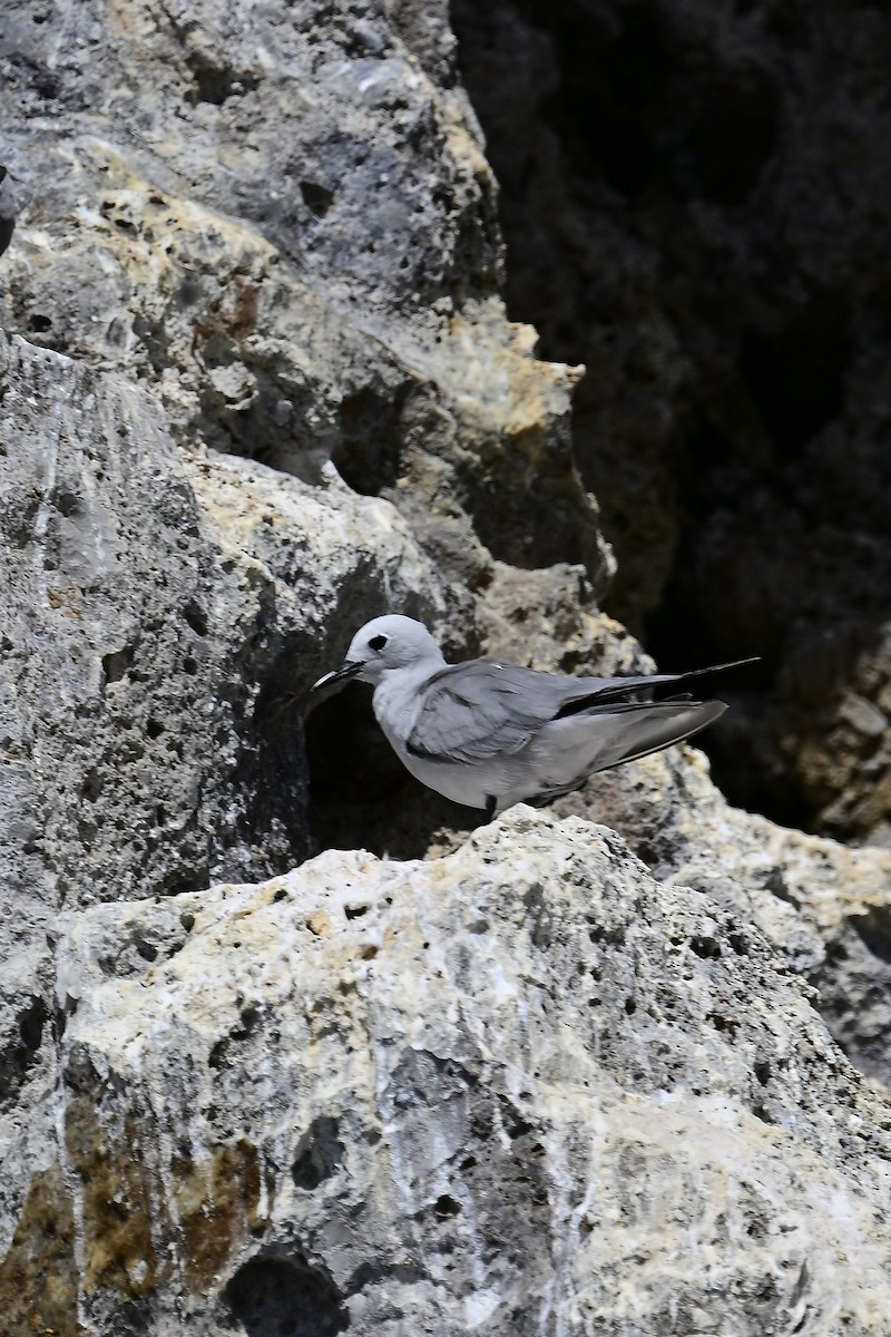 Gray Noddy - ML632728790