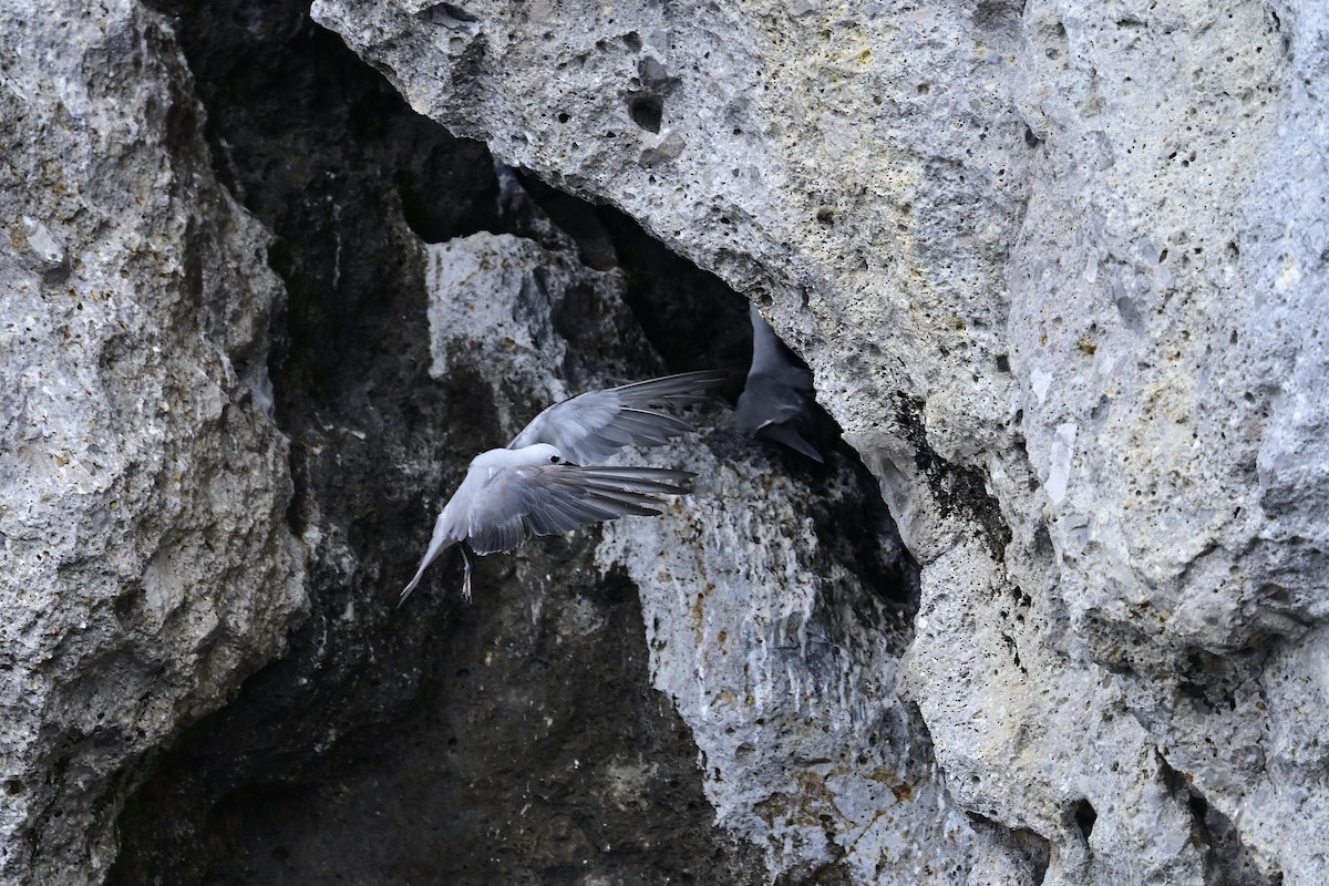 Gray Noddy - ML632728792