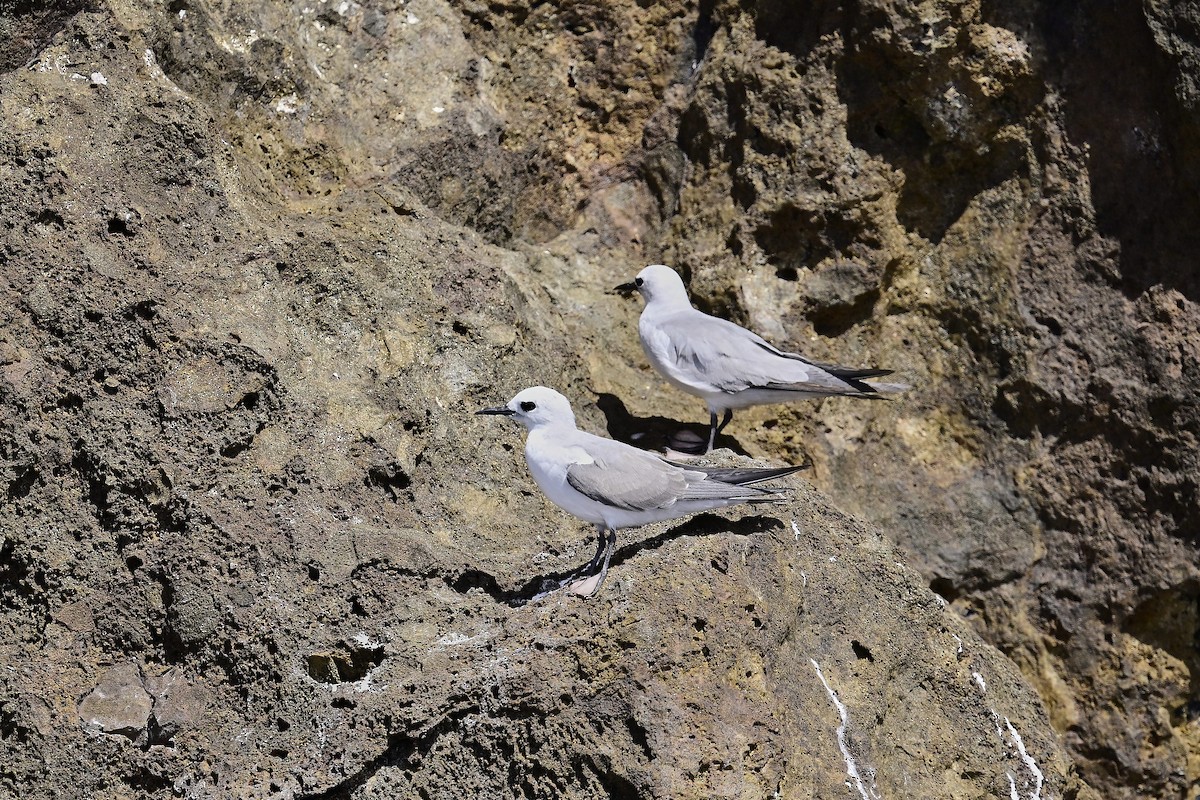 Gray Noddy - ML632728793