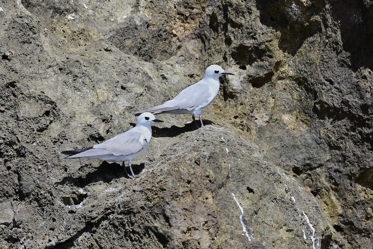 Gray Noddy - ML632728794