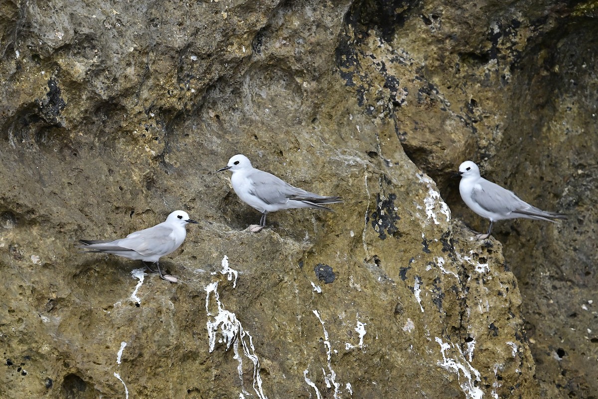 Gray Noddy - ML632728795