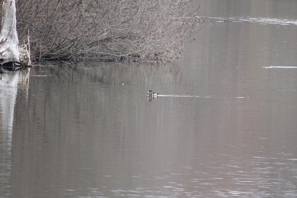 Canard branchu - ML632728839