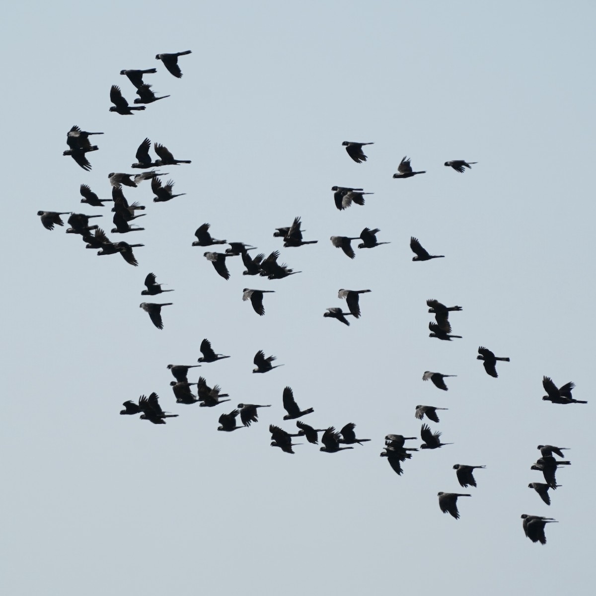 Carnaby's Black-Cockatoo - ML632728903