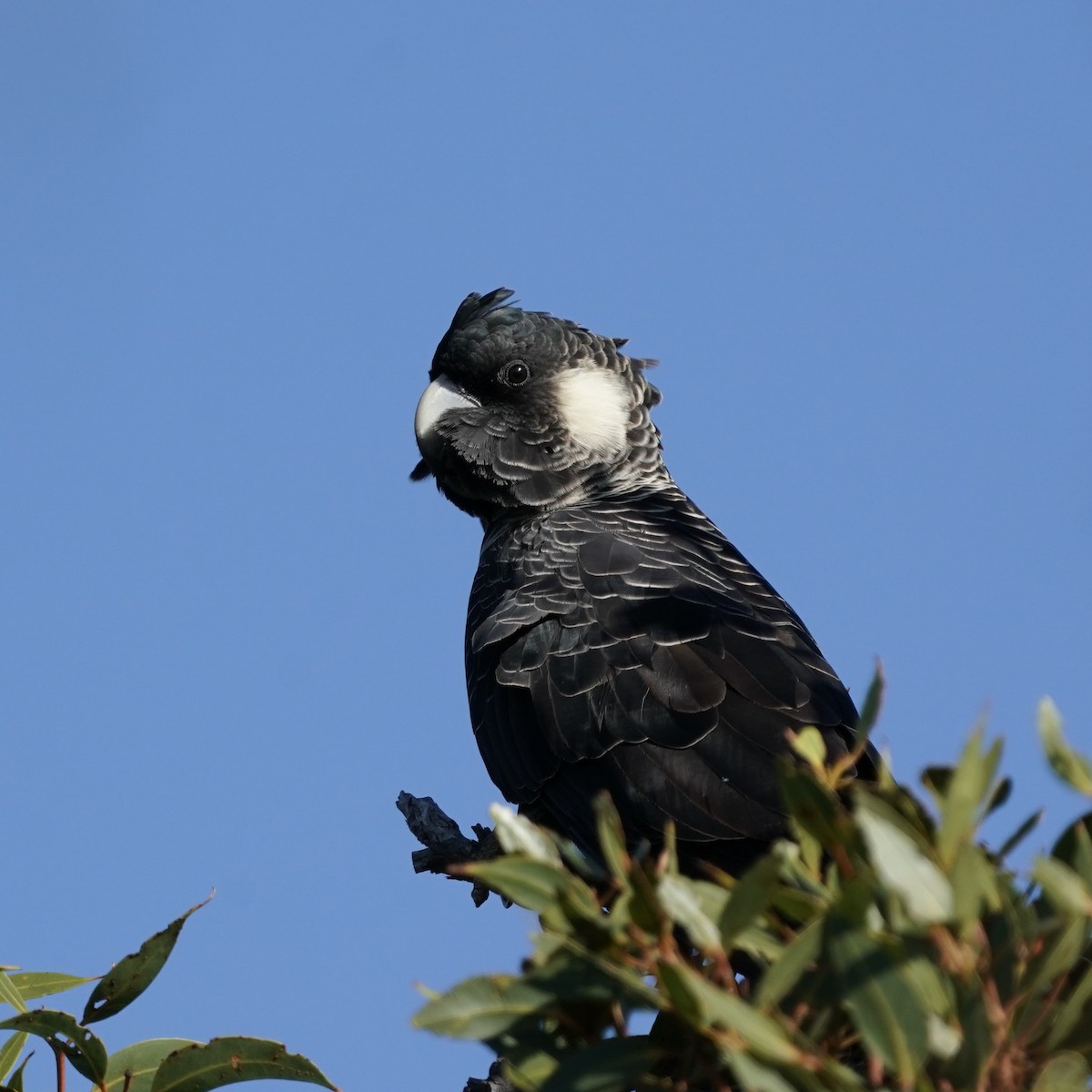 Carnaby's Black-Cockatoo - ML632728904