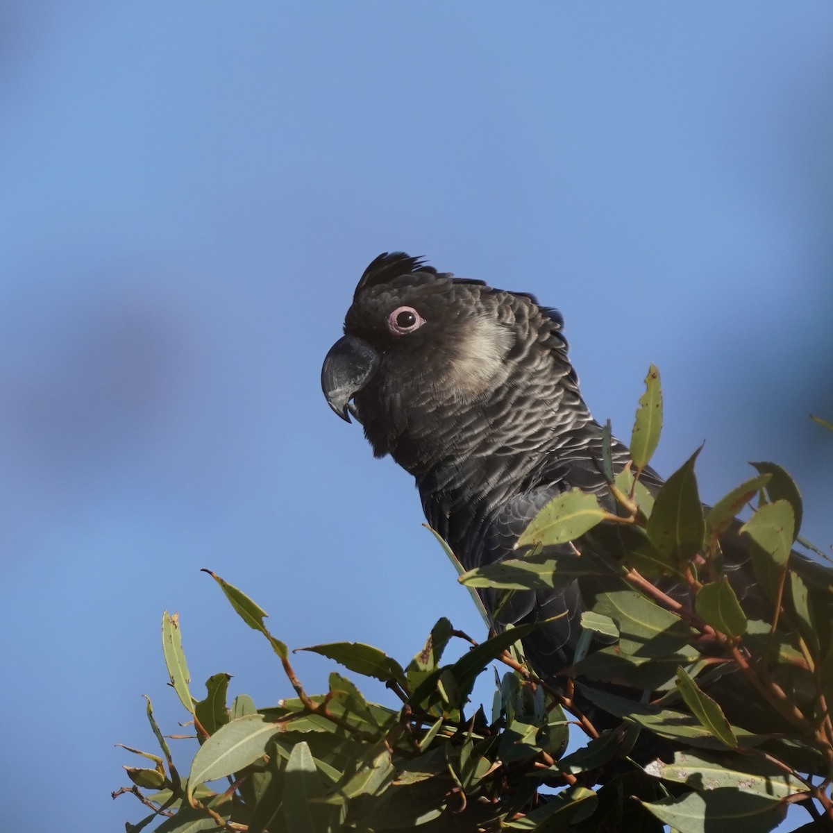 Carnaby's Black-Cockatoo - ML632728905