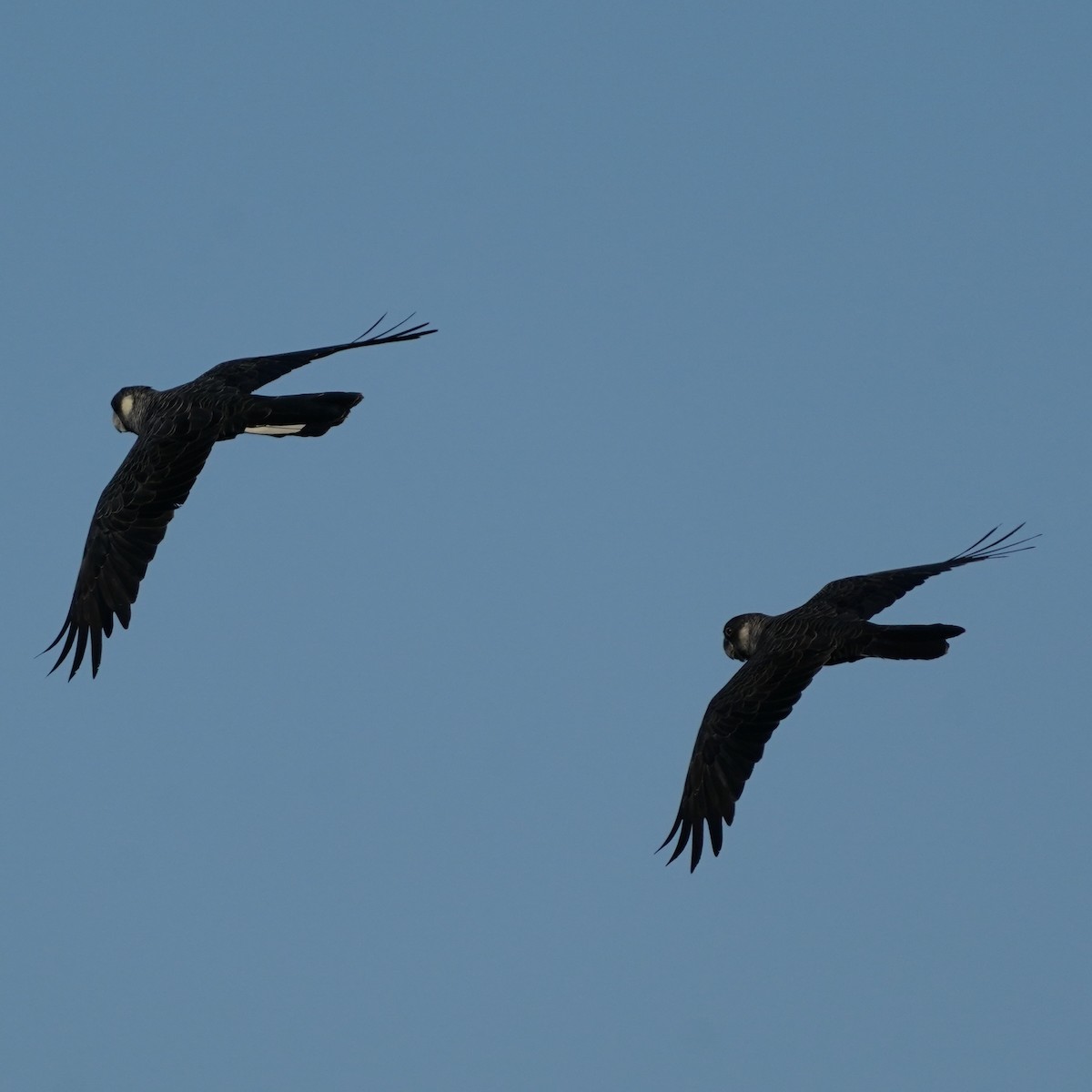 Carnaby's Black-Cockatoo - ML632728906