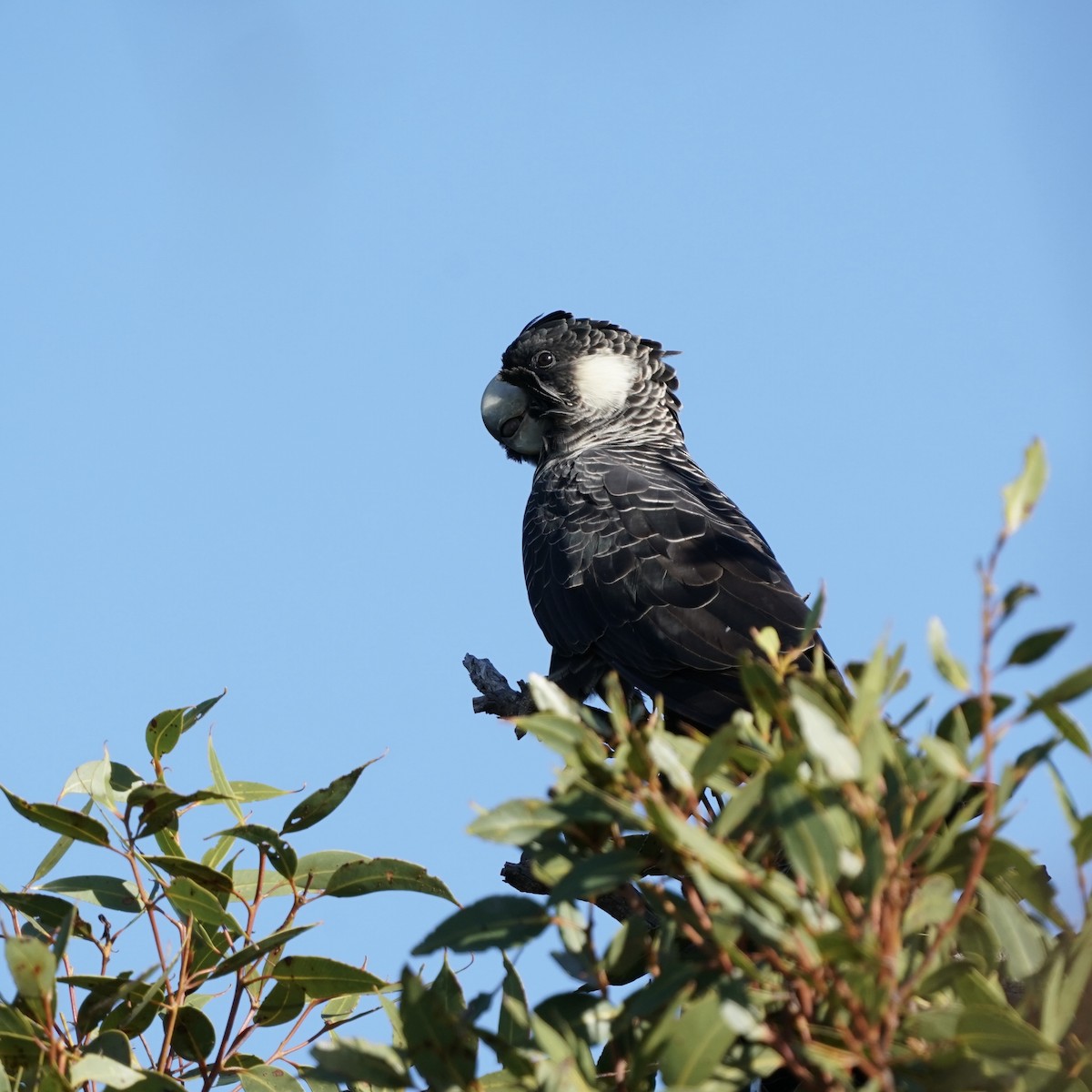 Carnaby's Black-Cockatoo - ML632728907