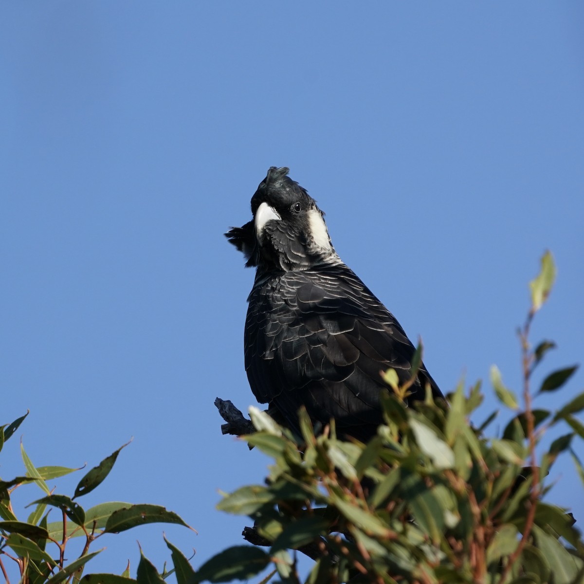 Carnaby's Black-Cockatoo - ML632728908