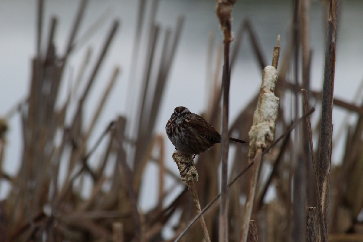 Song Sparrow - ML632728918