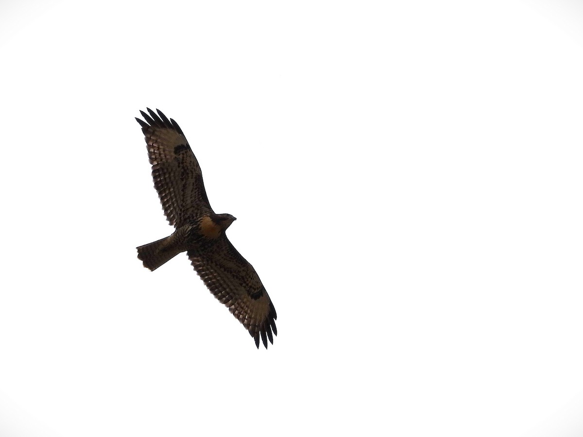 Red-tailed Hawk - ML632728975