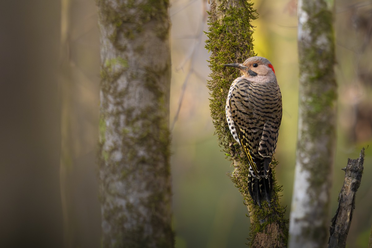 Northern Flicker - ML632729012
