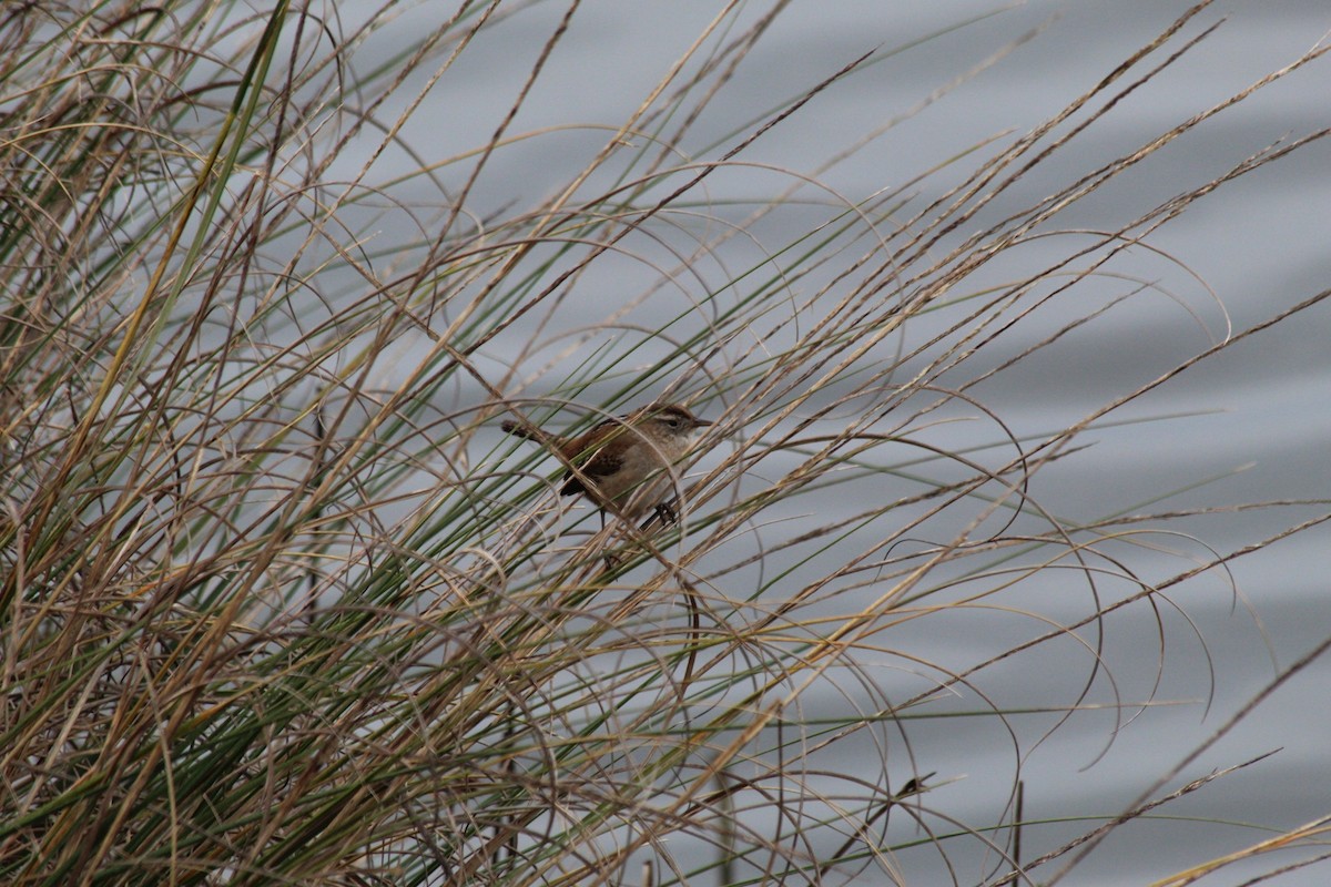 Marsh Wren - ML632729015
