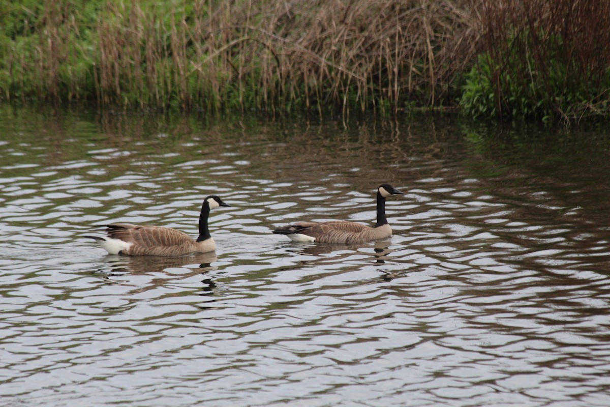 Branta kanadar handia - ML632729030