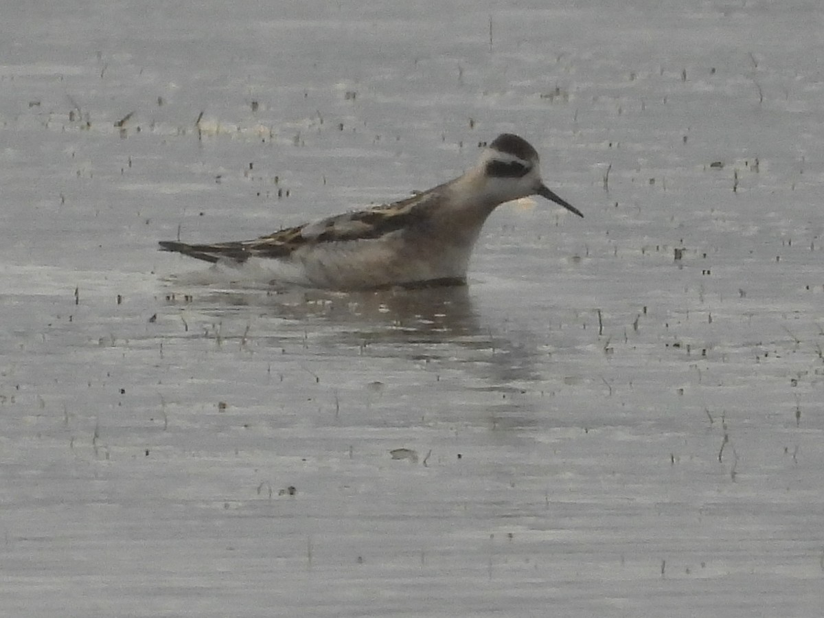Red-necked Phalarope - ML632729099