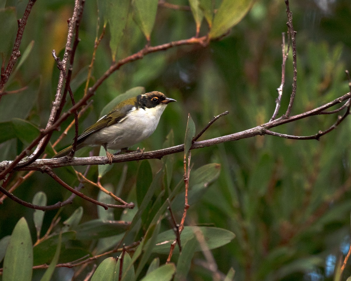 White-naped Honeyeater - ML632729185