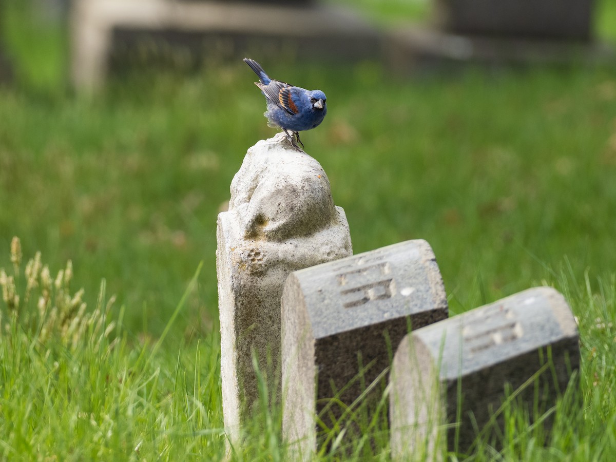 Blue Grosbeak - ML632729294