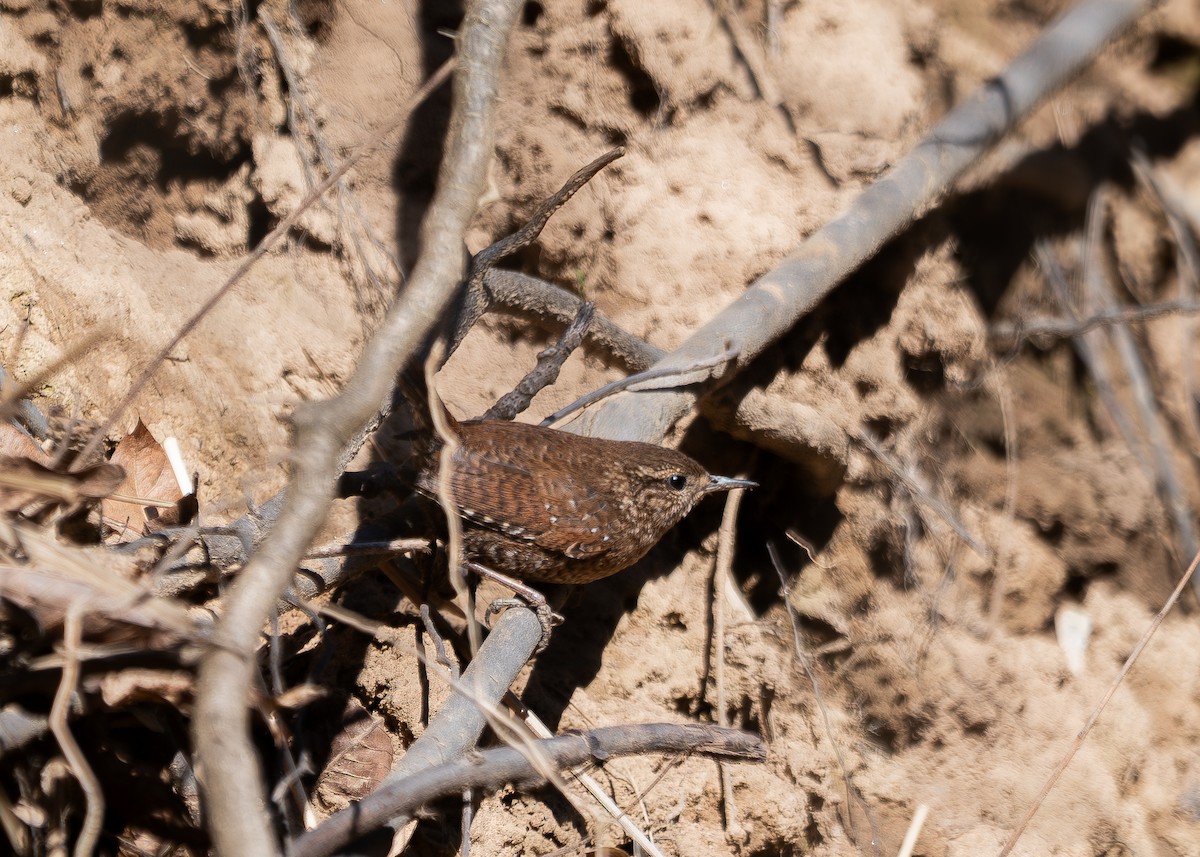 Winter Wren - ML632729301