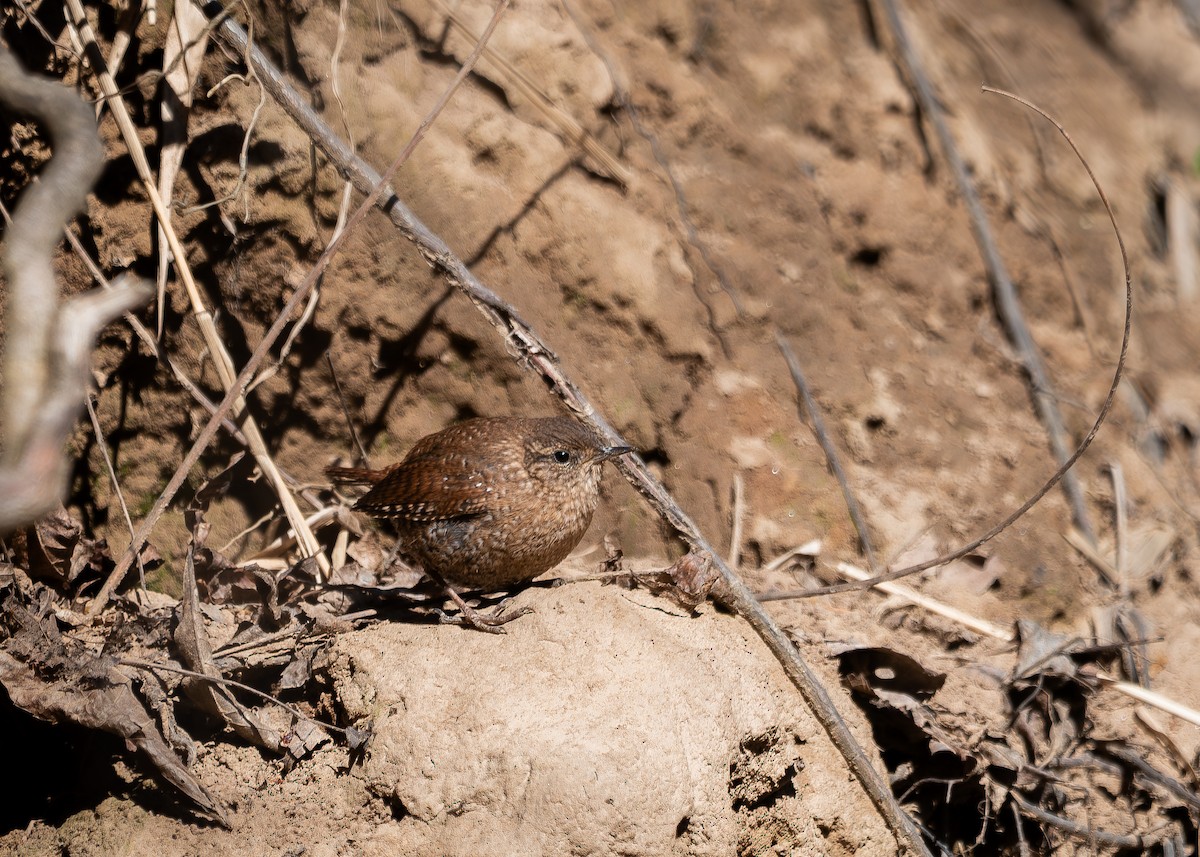Winter Wren - ML632729302