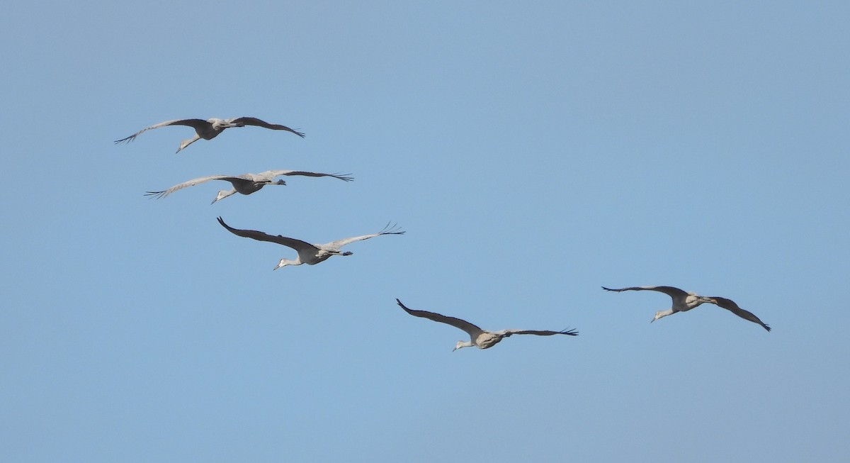 Sandhill Crane - ML632729317