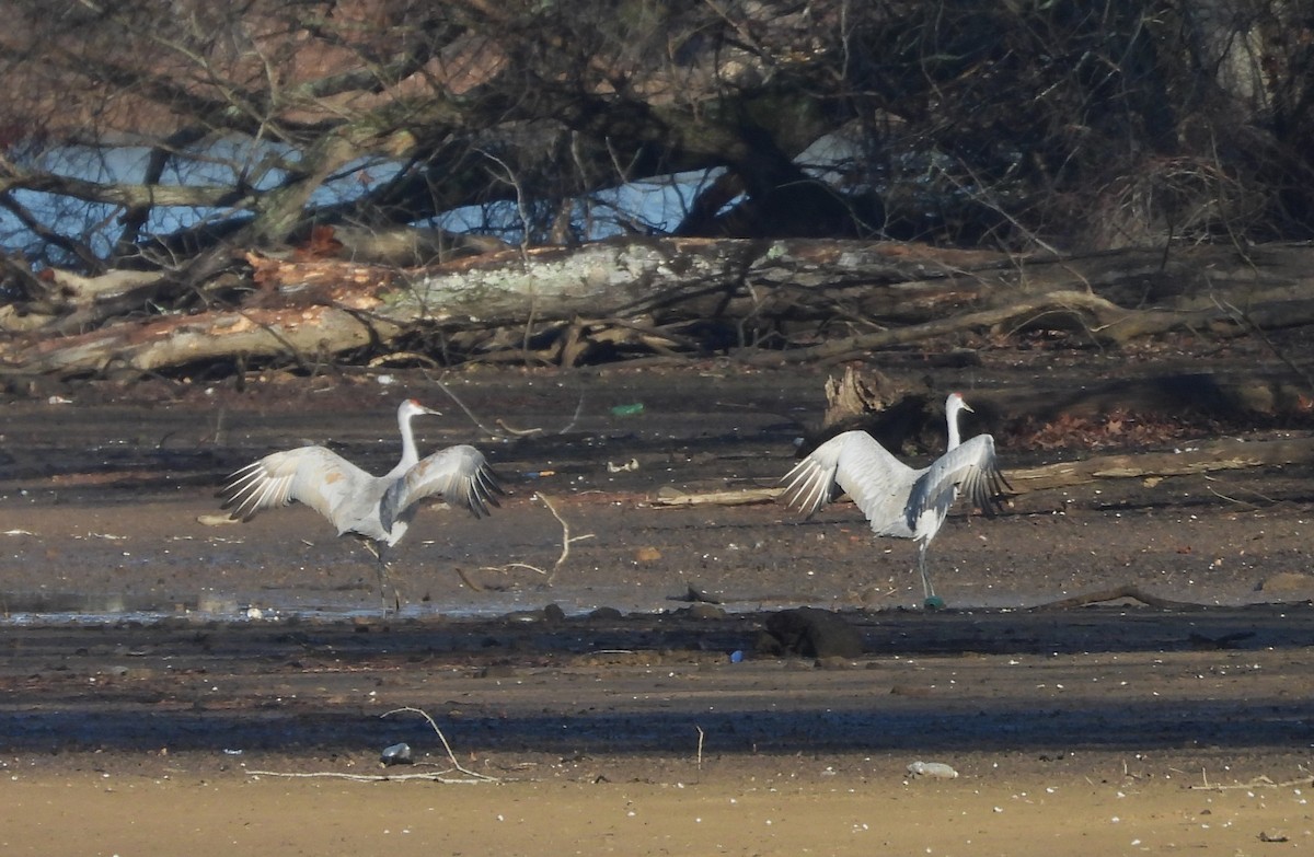 Sandhill Crane - ML632729318