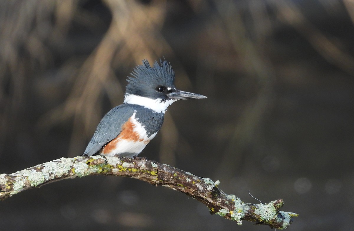 Belted Kingfisher - ML632729324