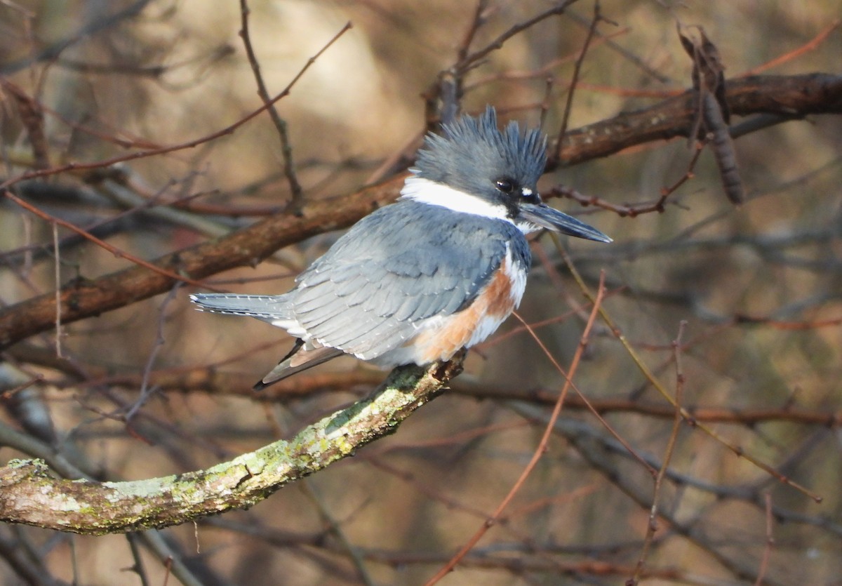 Belted Kingfisher - ML632729325