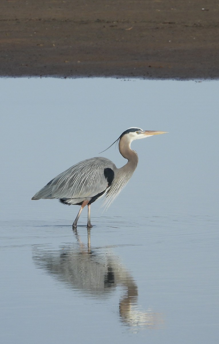 Great Blue Heron - ML632729335