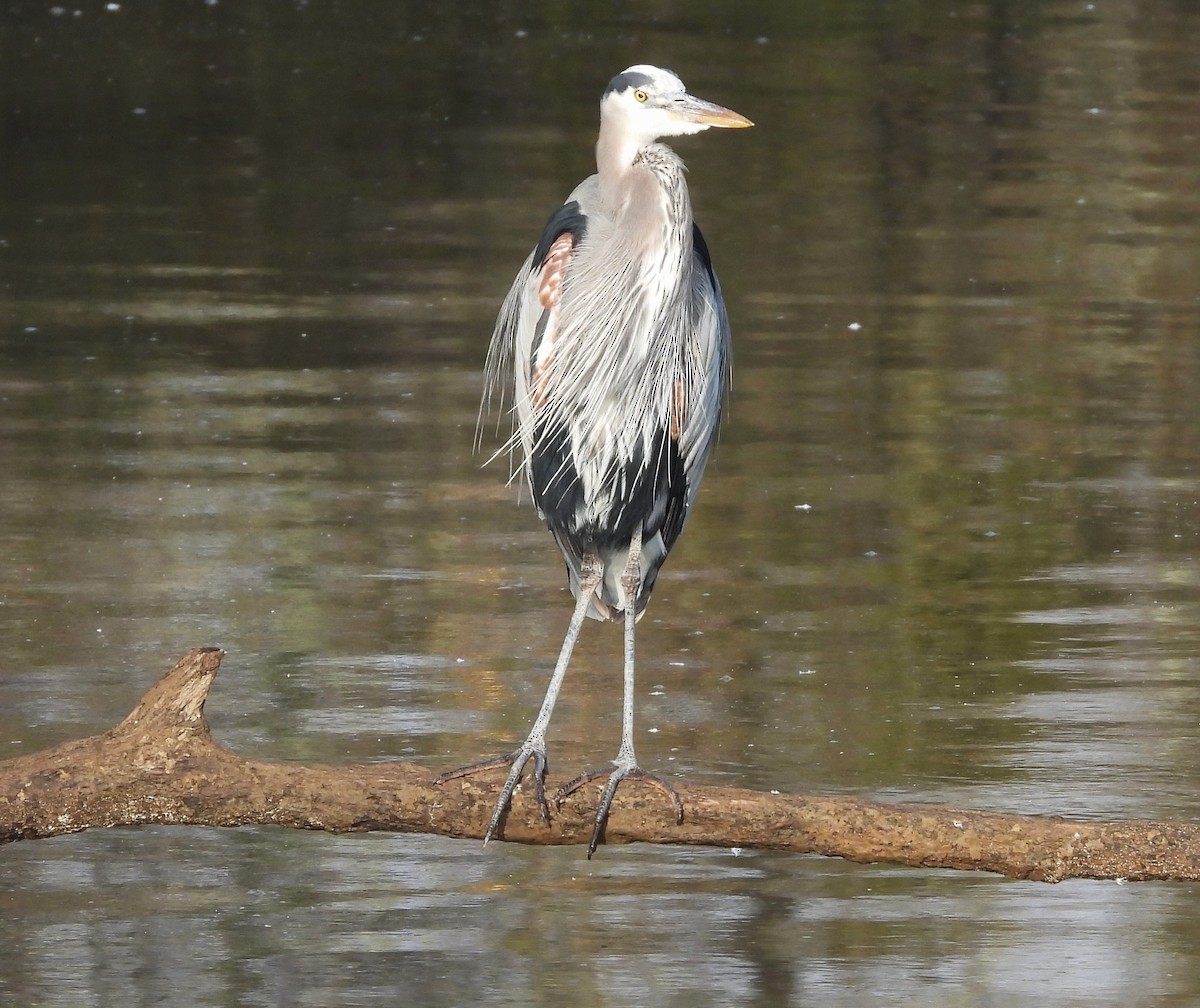 Great Blue Heron - ML632729336