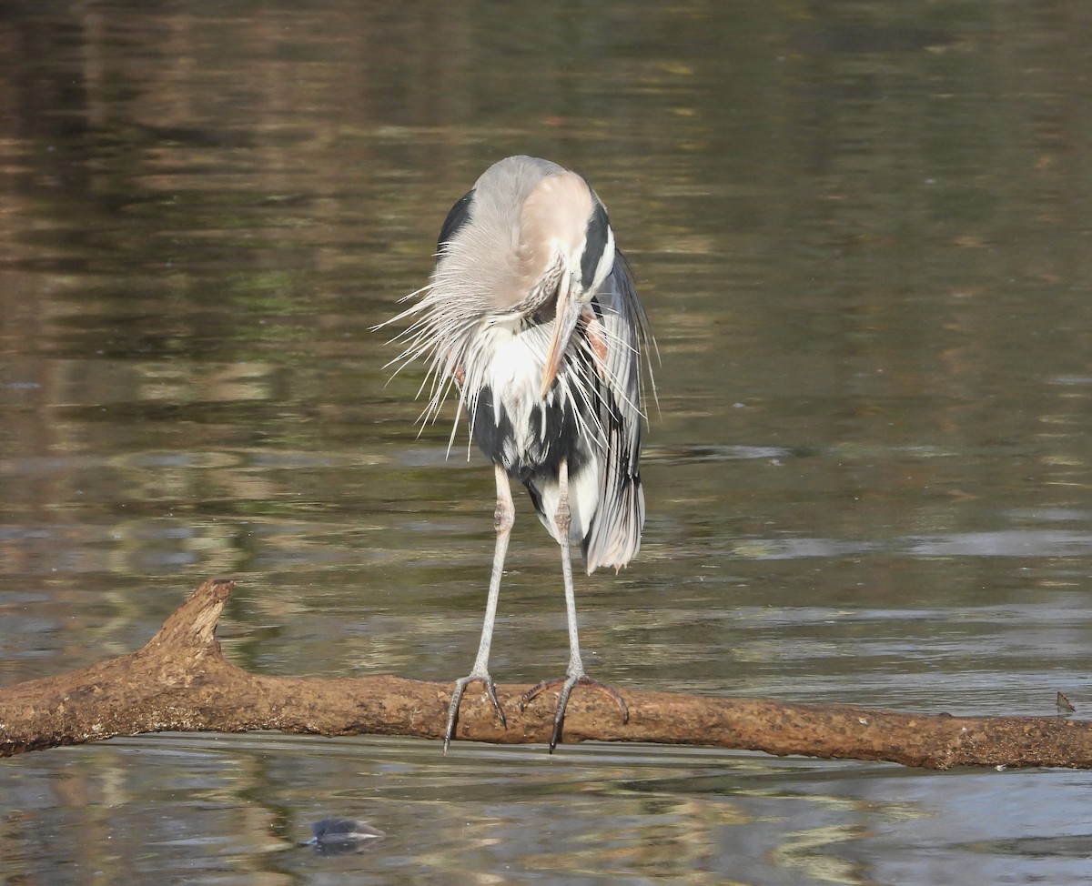 Great Blue Heron - ML632729337