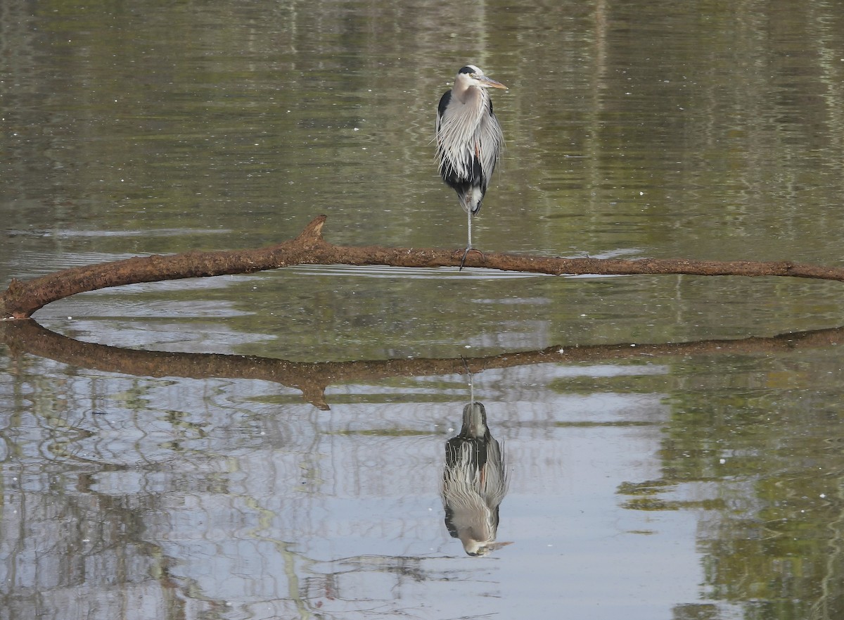 Great Blue Heron - ML632729338