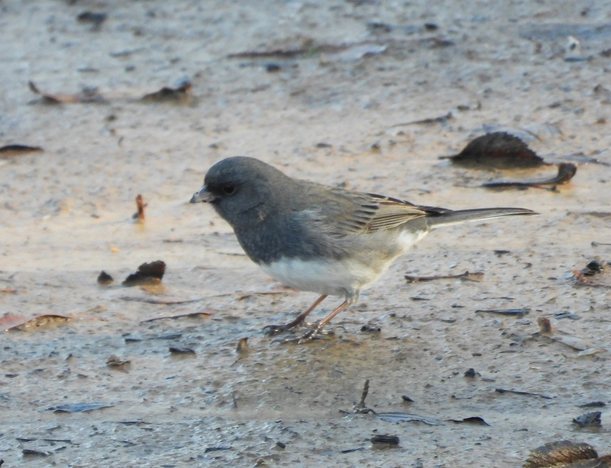 Dark-eyed Junco - ML632729353