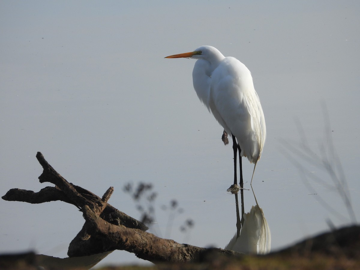 Great Egret - ML632729366