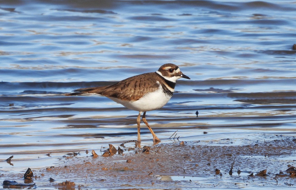 Killdeer - ML632729368