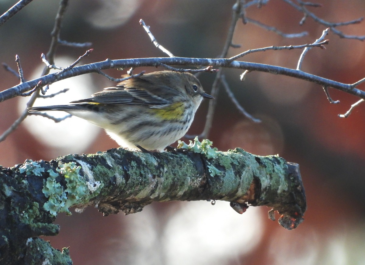 Yellow-rumped Warbler - ML632729377